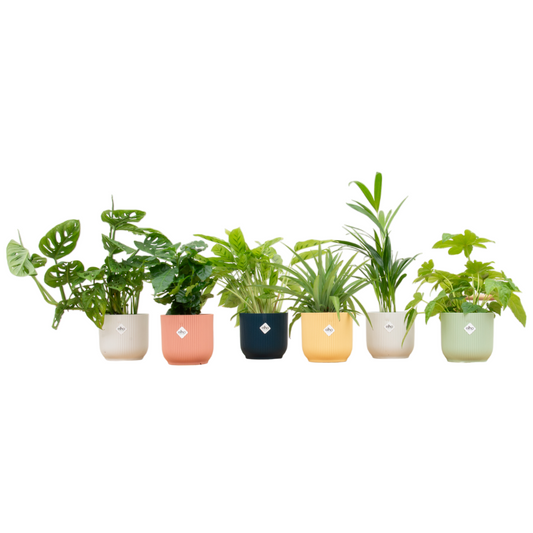 Überraschungsbox mit 6 Zimmerpflanzen + elho Vibes Fold Round Topf (Ø14 cm) – Farbmix
