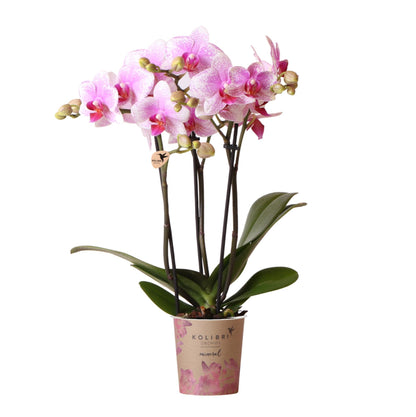 Rosa Phalaenopsis Orchidee - Mineral Rotterdam - Ø9cm  - frisch vom Züchter