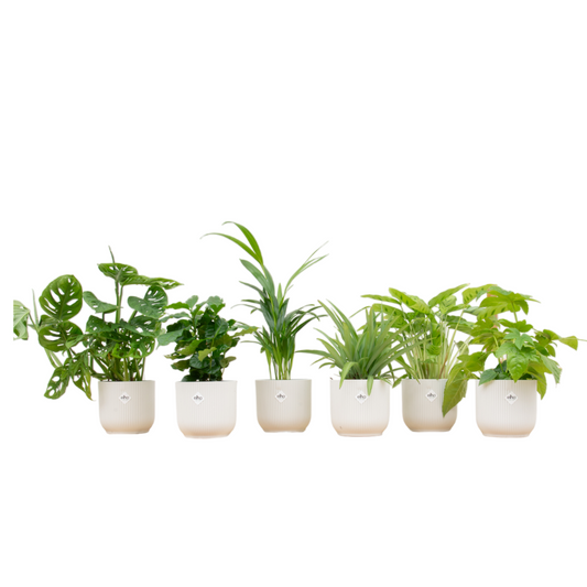 Überraschungsbox mit 6 Zimmerpflanzen + elho Vibes Fold Round Topf (Ø14 cm) – Weiß