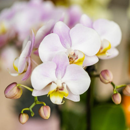 Kolibri Company | Pflanzenset Valentinstag 'Candy' | Rosa Phalaenopsis Orchidee Portugal und Sukkulente inkl. Keramik-Dekotöpfen