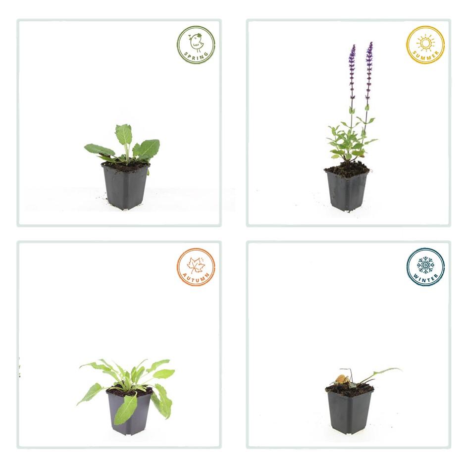 6x Steppensalbei 'Mainacht' - ↕10-25cm - Ø9cm