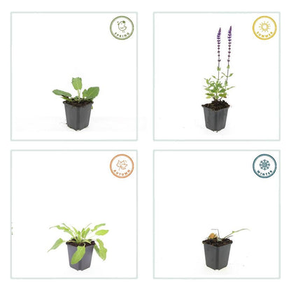 6x Steppensalbei 'Mainacht' - ↕10-25cm - Ø9cm