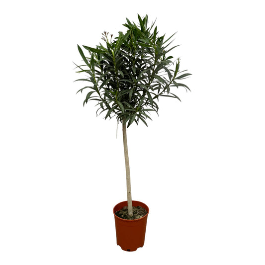 Oleander-Hochstamm mit roten Blüten - 190 cm - Ø31cm