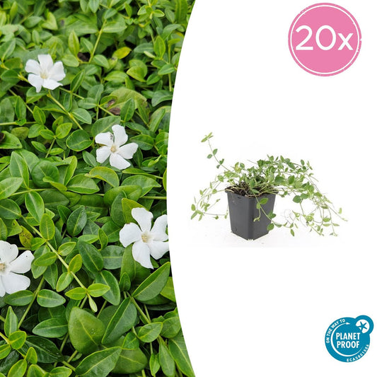 20x Kleines Immergün 'Gertrude Jekyll' - ↕10-25cm - Ø9cm