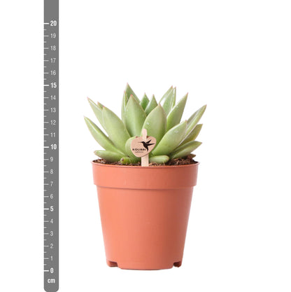 Sukkulente Echeveria Miranda - frisch aus der Gärtnerei - Ø9cm
