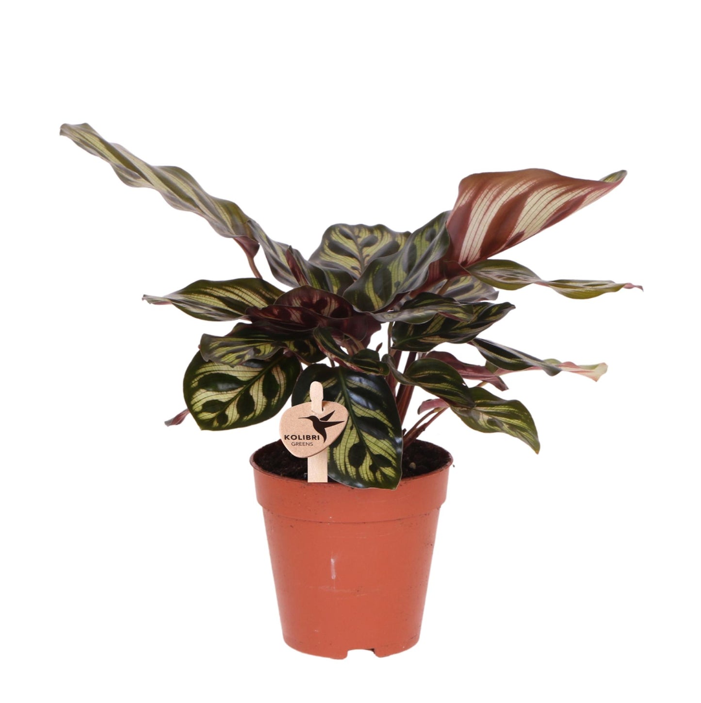 Kolibri Greens | Grüne Pflanze - Calathea Makoyana - Grüne Zimmerpflanze - Frisch vom Züchter  - Ø9cm