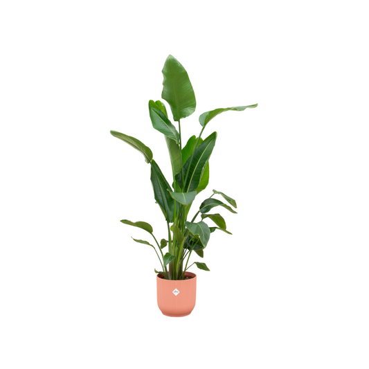 Strelitzia Nicolai  inklusive elho Vibes Fold Round roze - 160cm - Ø30