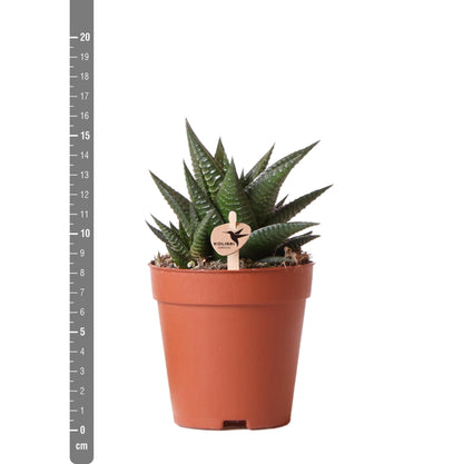 Sukkulente Haworthia Limifolia - Ø9cm - frisch aus der Gärtnerei