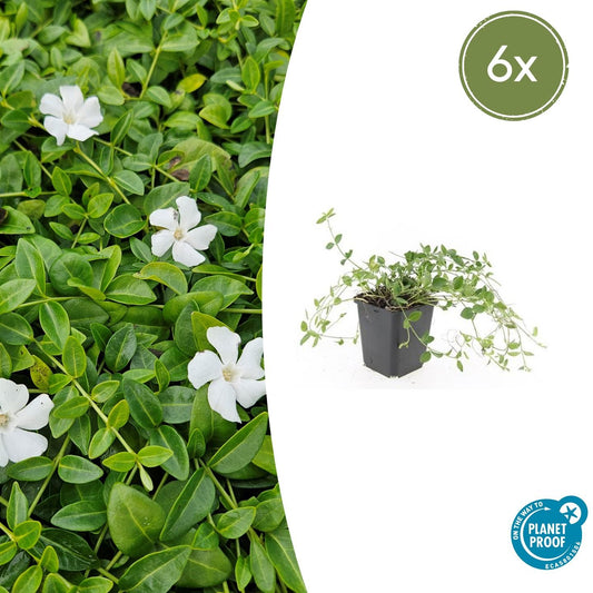 6x Kleines Immergrün 'Gertrude Jekyll' - ↕10-25cm - Ø9cm