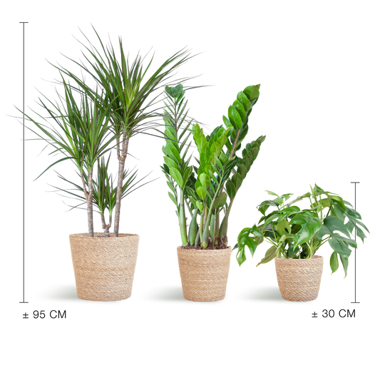 Schattenpflanzkasten - medium - mit Korb Sofia