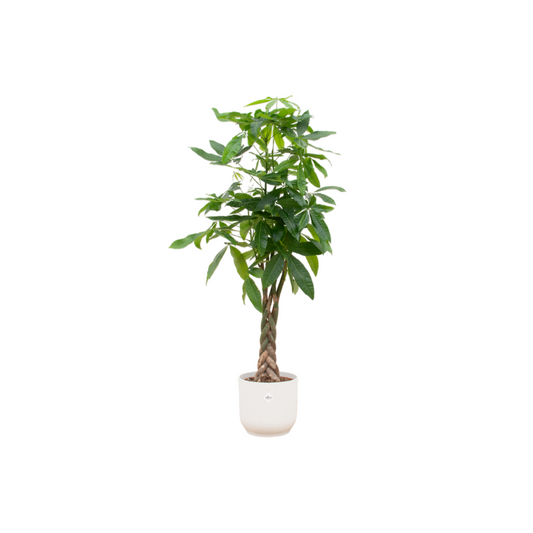 Combi deal - Pachira Aquatica  inklusive elho Vibes Fold Round wit Ø30 - 140 cm