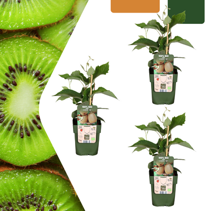 3 x Biologische Kiwipflanzen - Ø 13 cm - ↨ 20 cm