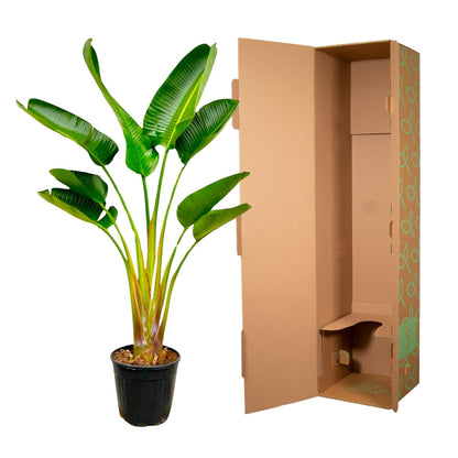 Strelitzia Augusta - 160 cm - Ø24