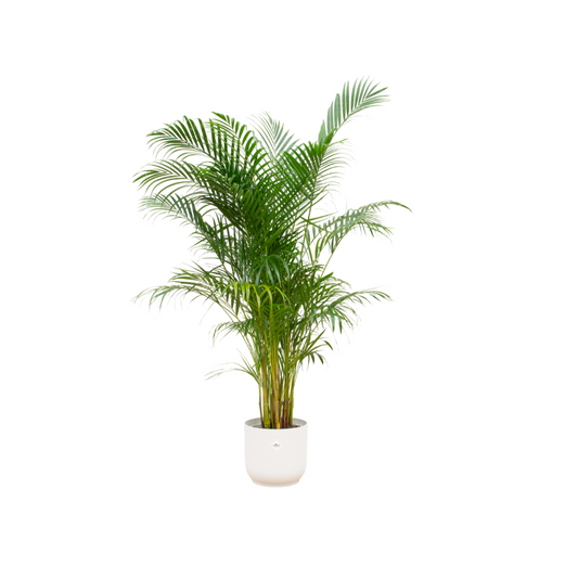 Combi deal - Areca palm  inklusive elho Vibes Fold Round wit Ø30 - 160 cm
