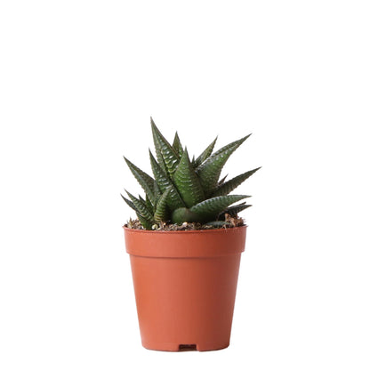 Sukkulente Haworthia Limifolia - Ø9cm - frisch aus der Gärtnerei