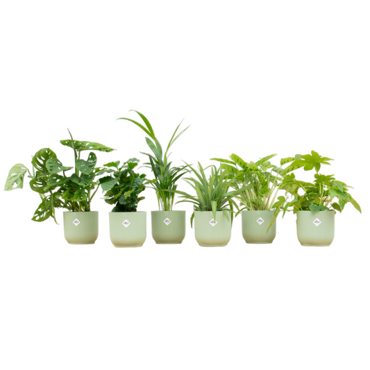 Überraschungsbox mit 6 Zimmerpflanzen + elho Vibes Fold Round Topf (Ø14 cm) – Sorbet Grün