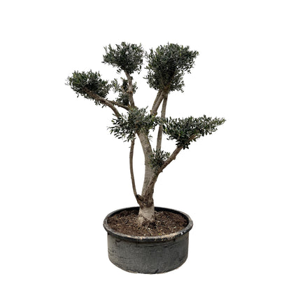 Olivenbaum  Pompon - 210cm- Ø80