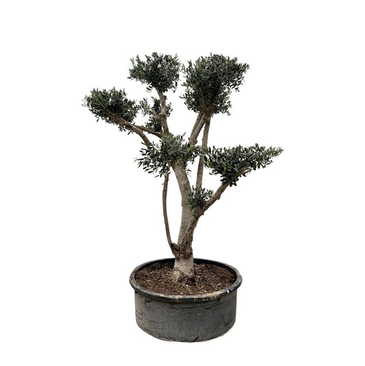 Olivenbaum  Pompon - 210cm- Ø80