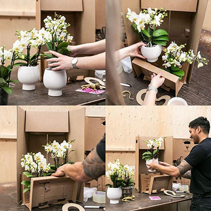 Gelbe Phalaenopsis-Orchidee Topfgröße Ø9cm|blühende Zimmerpflanze - frisch vom Züchter