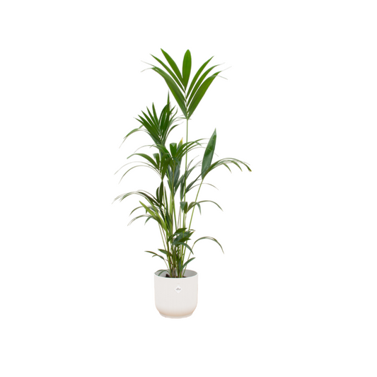 Combi deal - Kentia palm  inklusive elho Vibes Fold Round wit Ø30 - 160 cm