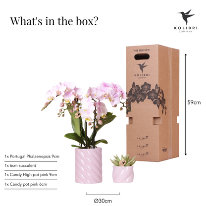 Kolibri Company | Pflanzenset Valentinstag 'Candy' | Rosa Phalaenopsis Orchidee Portugal und Sukkulente inkl. Keramik-Dekotöpfen