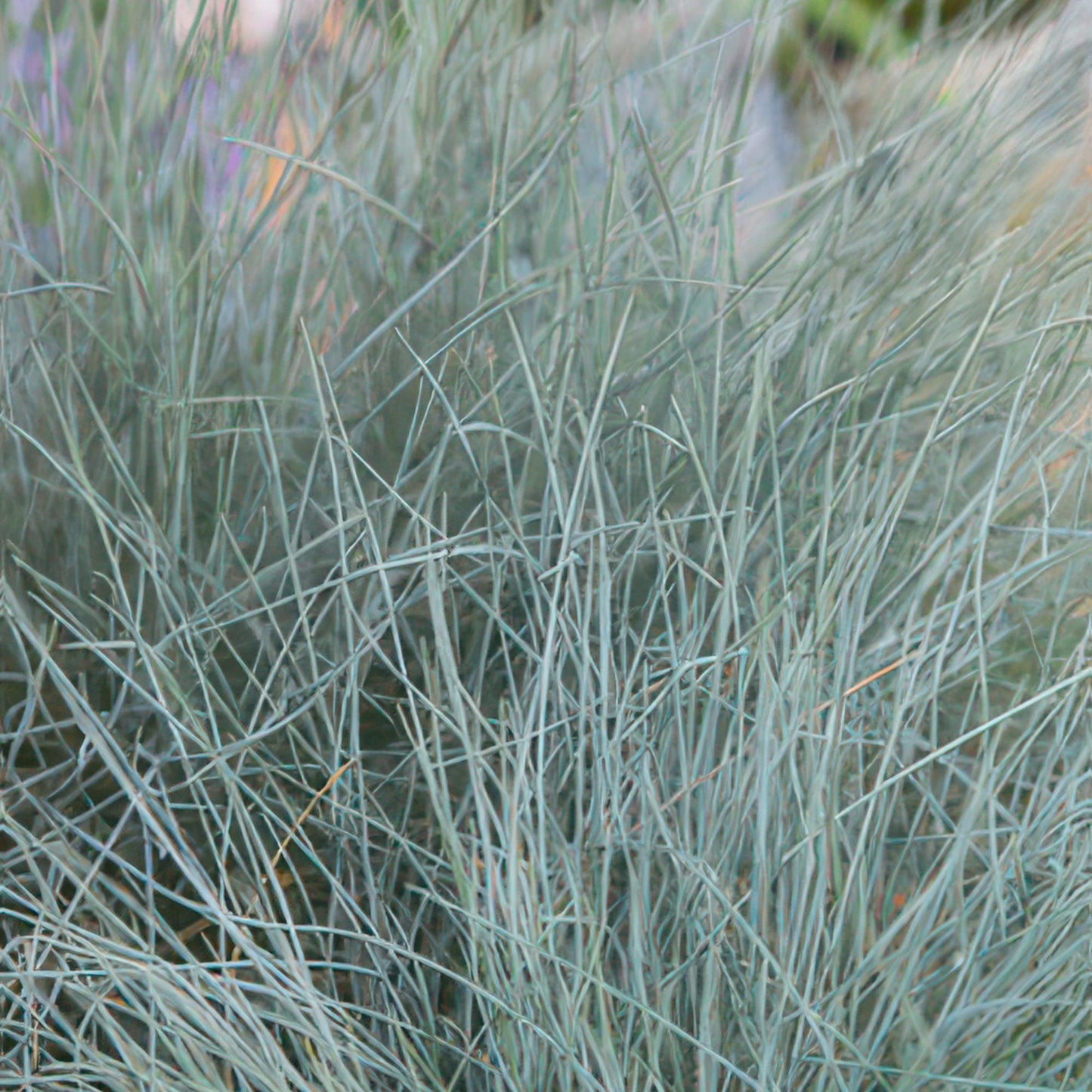 6x Blauschwingel 'Elijah Blue' - ↕10-25cm - Ø9cm