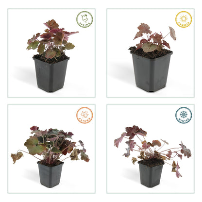 6x Purpurglöckchen 'Palace Purple' - ↕10-25cm - Ø9cm