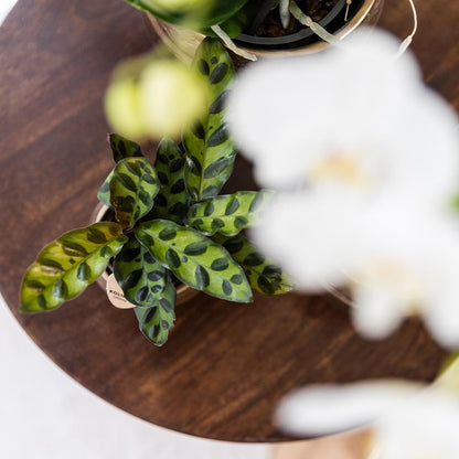 Kolibri Greens | Grüne Pflanze - Calathea Makoyana - Grüne Zimmerpflanze - Frisch vom Züchter  - Ø9cm