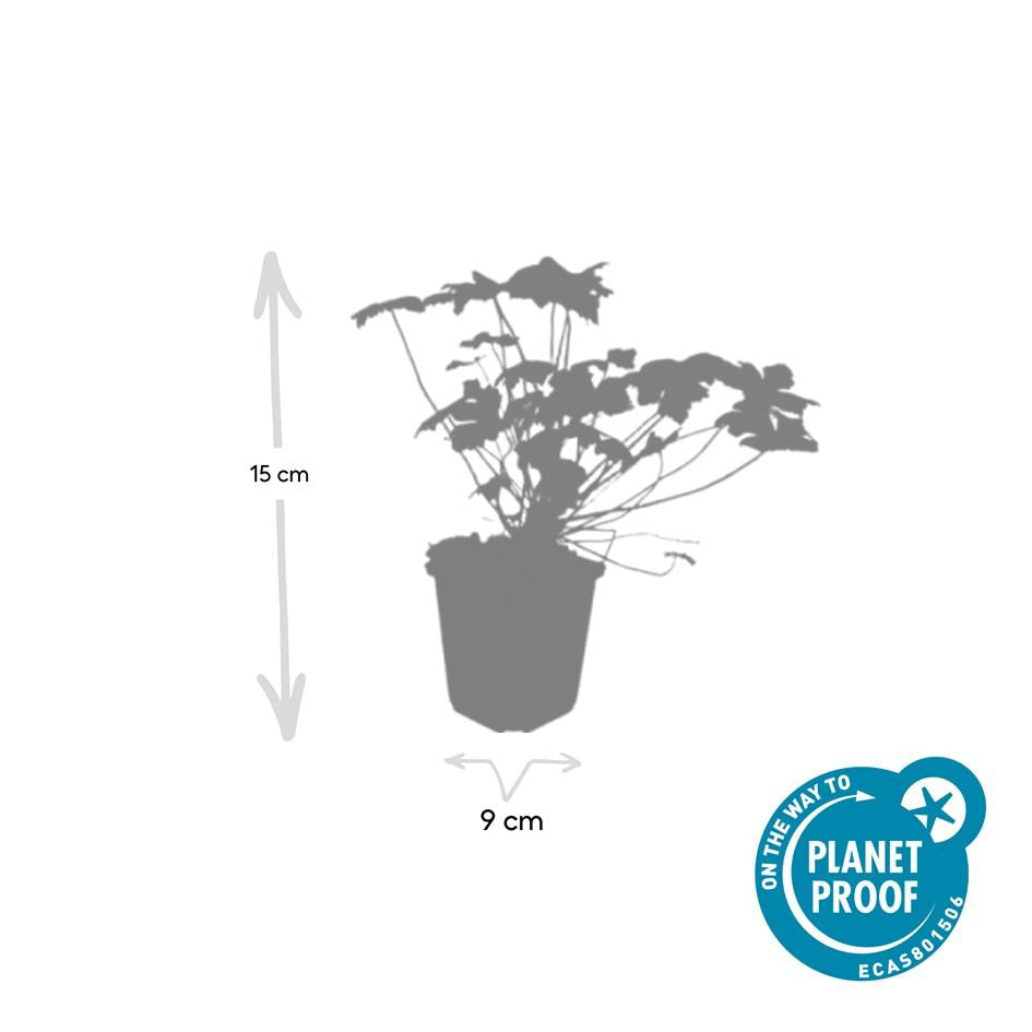 60x Duftender Storchschnabel 'Czakor' - ↕10-25cm - Ø9cm