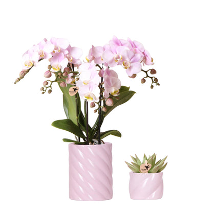 Kolibri Company | Pflanzenset Valentinstag 'Candy' | Rosa Phalaenopsis Orchidee Portugal und Sukkulente inkl. Keramik-Dekotöpfen
