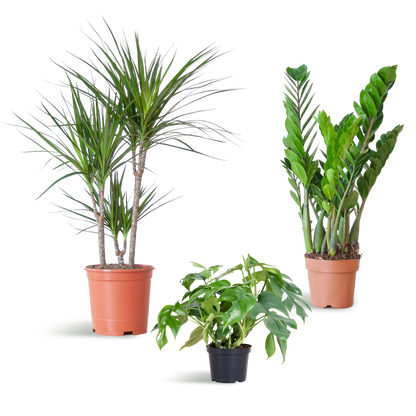 Shade Plant Box - medium - ohne Dekotopf