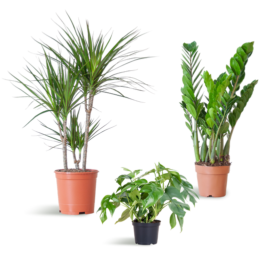 Shade Plant Box - medium - ohne Dekotopf