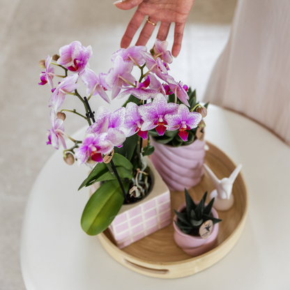 Rosa Phalaenopsis Orchidee - Mineral Rotterdam - Ø9cm  - frisch vom Züchter