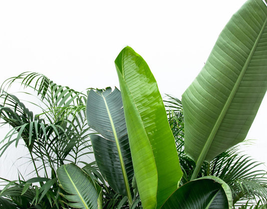 Rumble in the Jungle – Das ultimative Tropen-Set