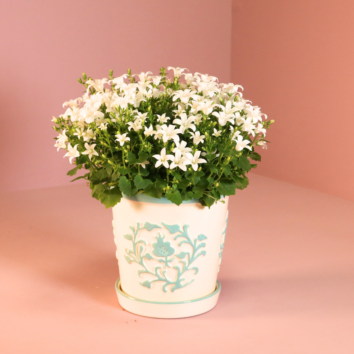 2x Campanula Addenda Ambella White in Malaga-Dekotöpfen – Topfgröße 12 cm – Staude – winterhart