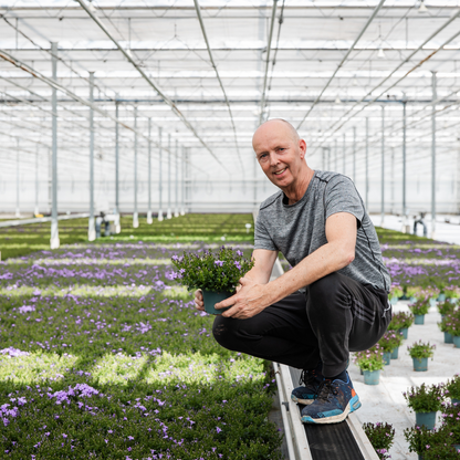 2x Campanula Addenda Ambella Intense Purple in Malaga-Dekotöpfen – Topfgröße 12 cm – Staude – winterhart