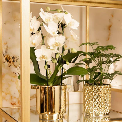 weiße Phalaenopsis-Orchidee - Niagara Fall - Ø9cm - frisch vom Züchter