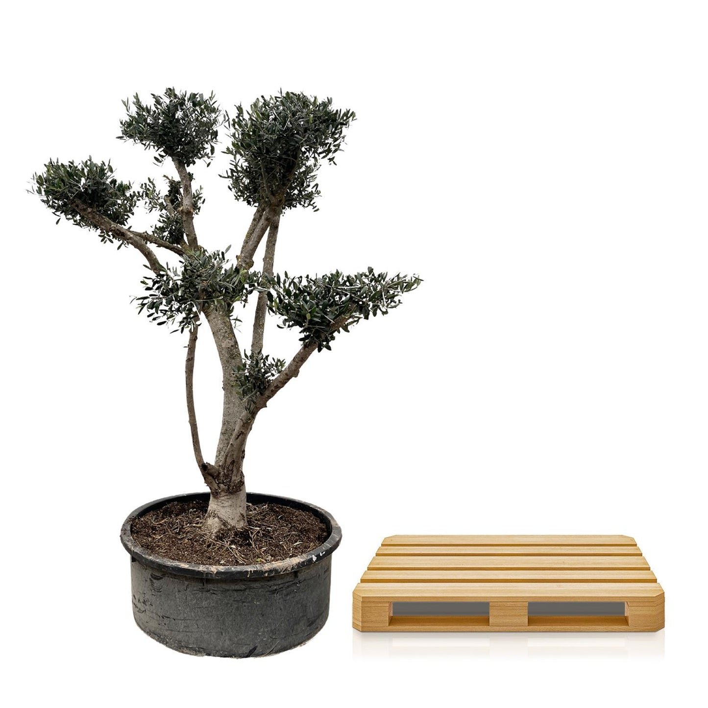 Olivenbaum  Pompon - 210cm- Ø80