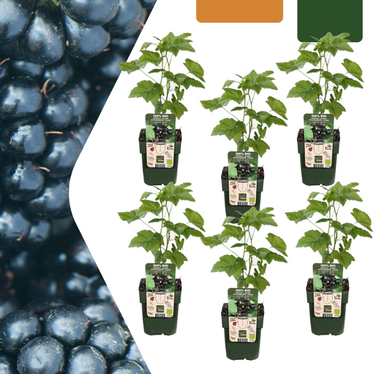 6 x Biologische Brombeerpflanzen - Ø 13 cm - ↨ 20 cm