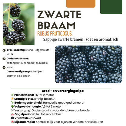 6 x Biologische Brombeerpflanzen - Ø 13 cm - ↨ 20 cm