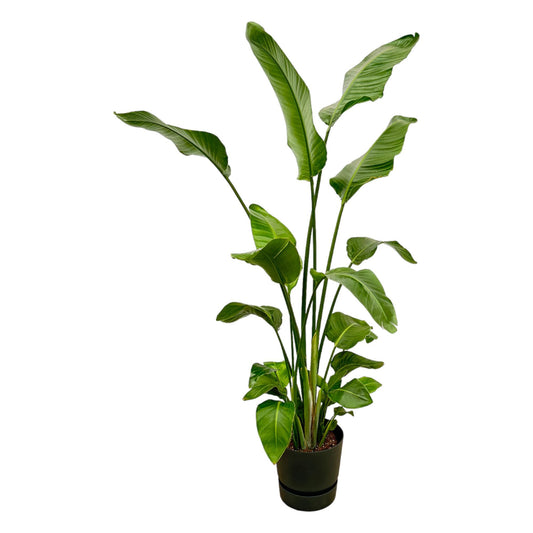 Strelitzia Nicolai   inklusive elho Greenville Round zwart - 180 cm - Ø30