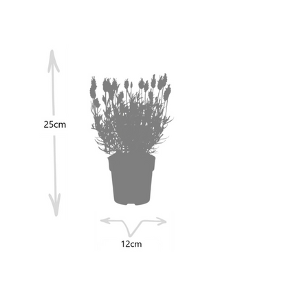6x Schopflavendel 'Anouk'® - 12 cm pot - Set van 6 Franse Lavendels