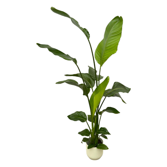 Strelitzia Nicolai  inklusive elho Vibes Fold Round wit - 130 cm - Ø18