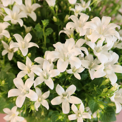 2x Campanula Addenda Ambella White in Malaga-Dekotöpfen – Topfgröße 12 cm – Staude – winterhart