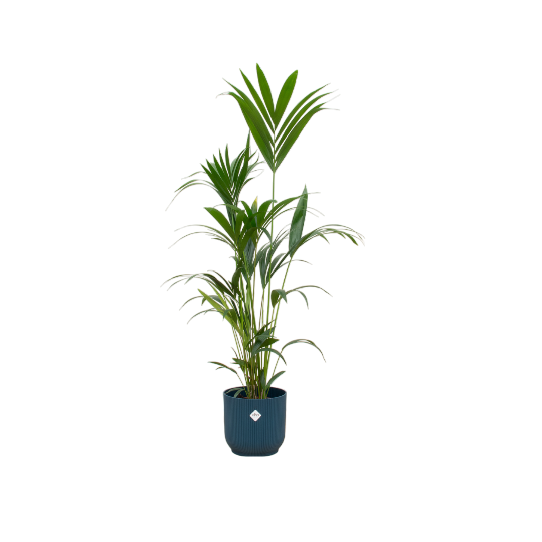 Kentia palm  inklusive elho Vibes Fold Round blauw - 160cm - Ø30