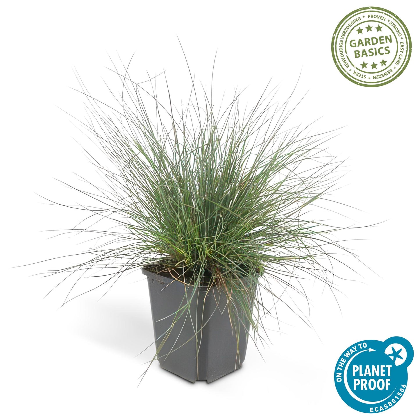 6x Blauschwingel 'Elijah Blue' - ↕10-25cm - Ø9cm