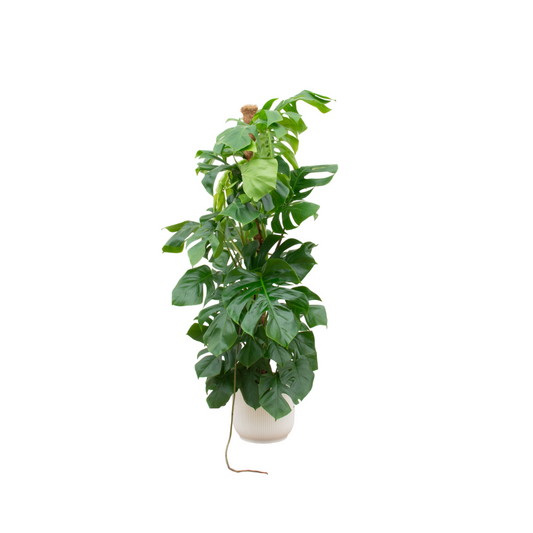 Monstera Pertusum XL + elho Jazz Round Übertopf ( weiß Ø30 cm) – 150 cm