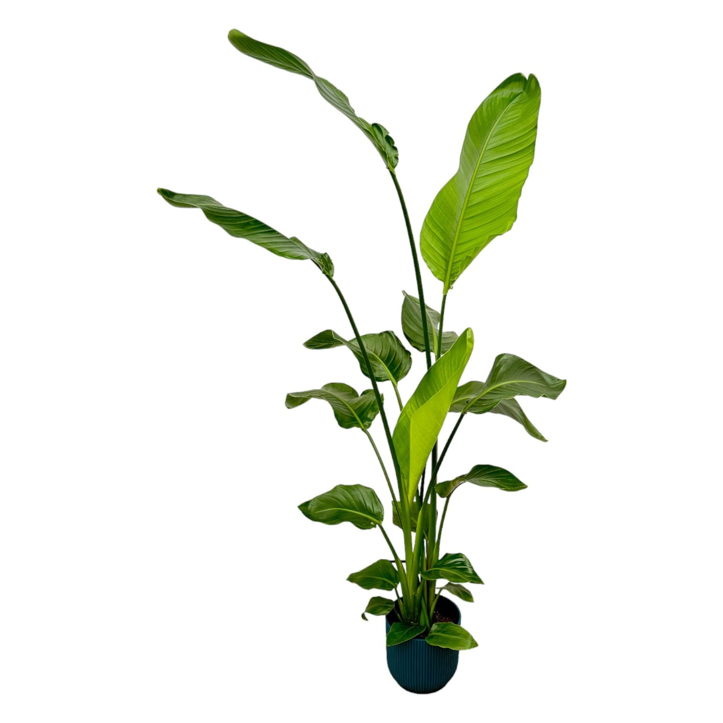 Strelitzia Nicolai  inklusive elho Vibes Fold Round blauw - 130 cm - Ø18