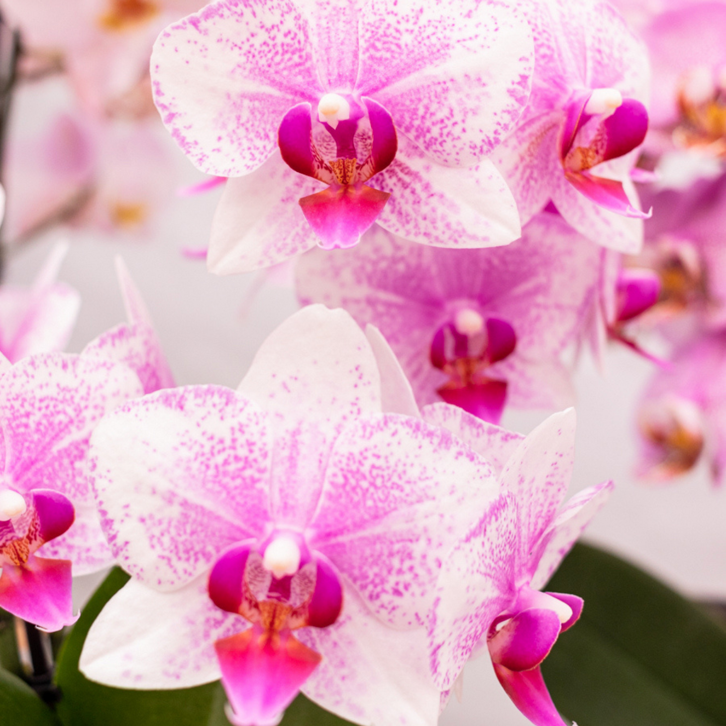 Rosa Phalaenopsis Orchidee - Mineral Rotterdam - Ø9cm  - frisch vom Züchter