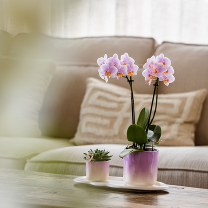 Kolibri Company | Pflanzenset Valentinstag 'Gradience Pink' | Rosa Phalaenopsis Orchidee Andorra und Sukkulente inkl. Keramik-Dekotöpfen